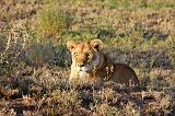 TANZANIA - Serengeti National Park - Leoni Lions - 38